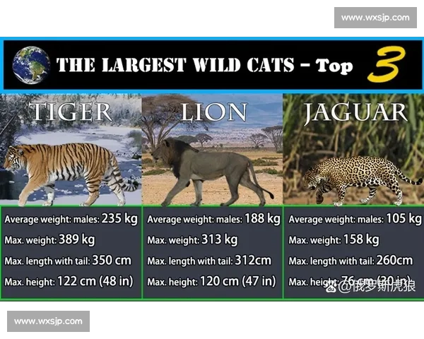 老虎与美洲豹正面较量力量速度与生存王者之争野性巅峰对决揭秘